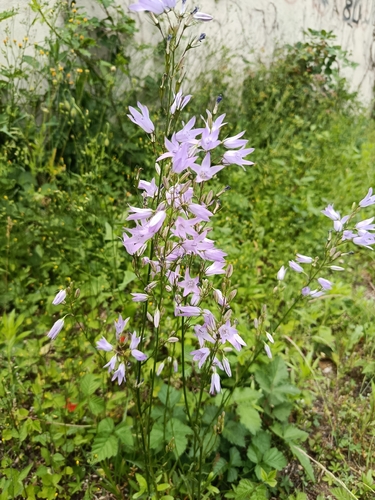 Rampion