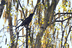 Turdus torquatus torquatus