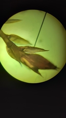 Ptychostomum pallens