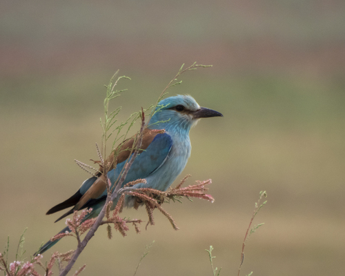 European Roller