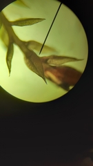 Ptychostomum pallens