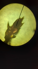 Ptychostomum pallens