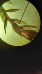 Ptychostomum pallens