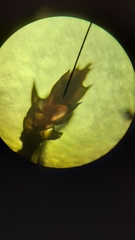 Ptychostomum pallens