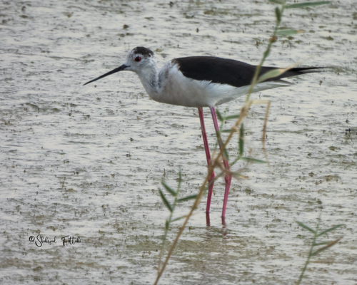 Black-winged Stilt