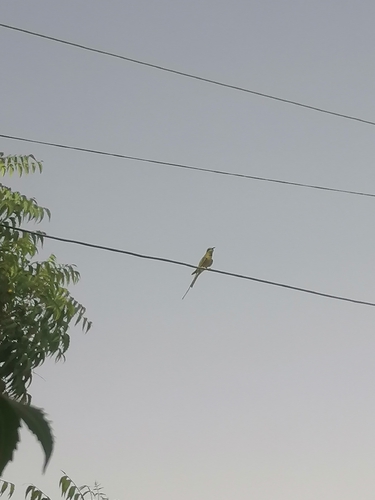 African Green Bee-eater