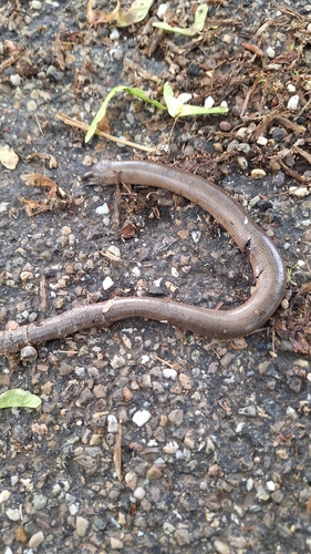 Common Slowworm