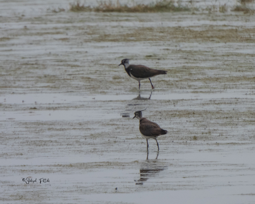 Northern Lapwing