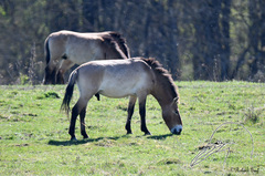 Equus ferus przewalskii