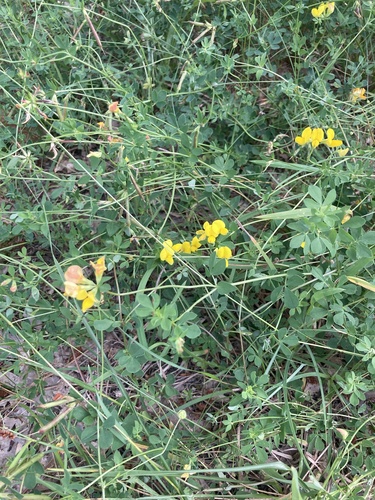 bird's-foot trefoil