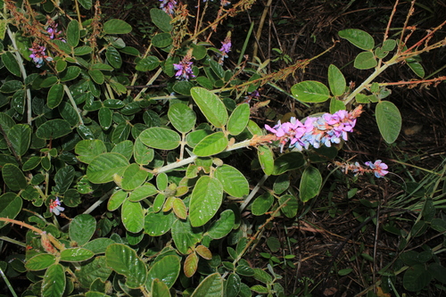 Desmodium intortum iNat (1)