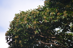 Miconia cinnamomifolia