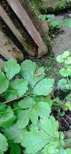 Dark Bush-cricket