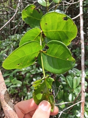 Psidium amplexicaule