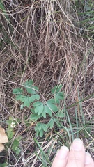 Corydalis paczoskii