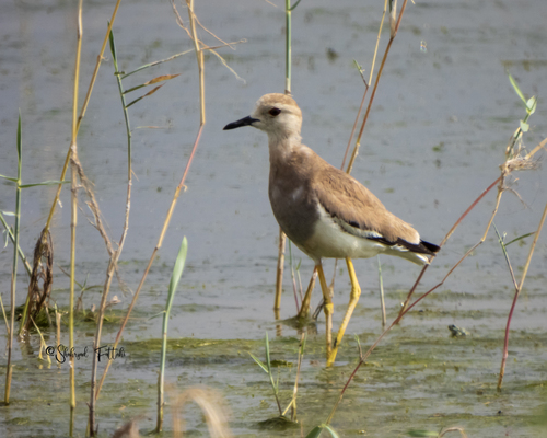 White-tailed Lapwing