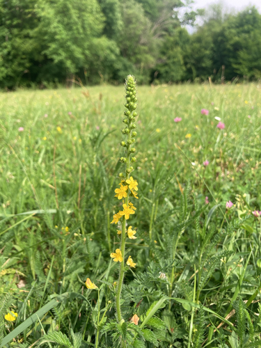 common agrimony