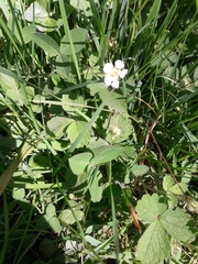 Barren Strawberry (Potentilla sterilis)