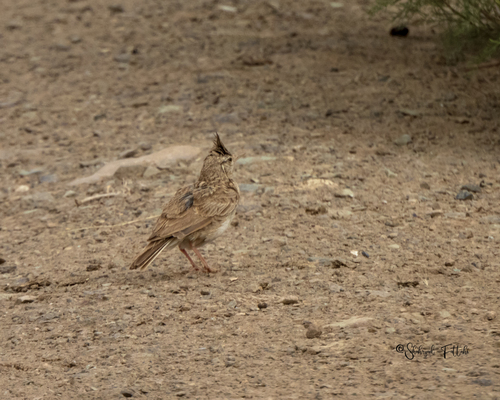Crested Lark