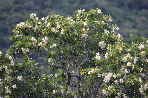 Image of Huamanchilca (Gordonia fruticosa) by (c) B. Phalan, some rights reserved (CC BY)