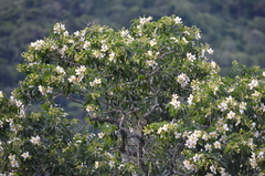 Wikstroemia fruticosa (Wikstroemia fruticosa)