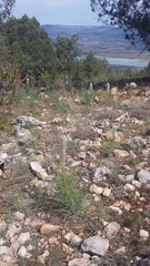 Asphodeline taurica