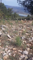 Asphodeline taurica