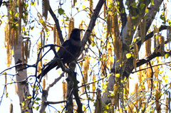 Turdus torquatus torquatus