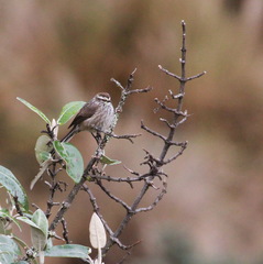 Leptasthenura andicola