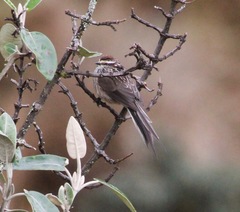 Leptasthenura andicola