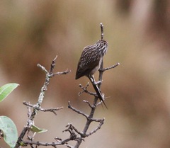 Leptasthenura andicola