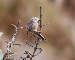 Leptasthenura andicola
