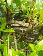 Anacridium aegyptium