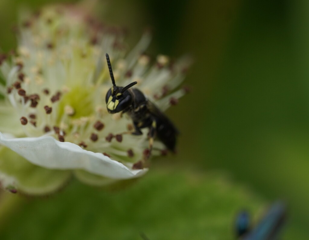 Hylaeus difformis
