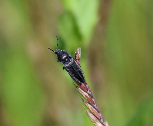 Cidnopus observed 2026-06-04
