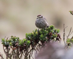 Leptasthenura andicola