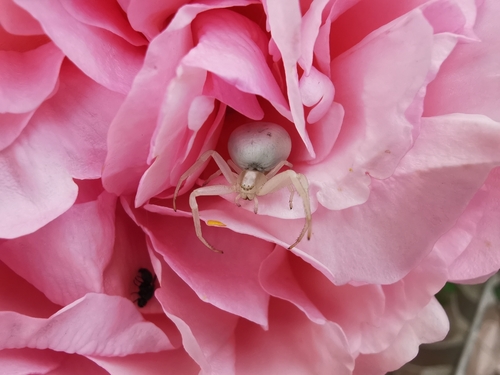 Goldenrod Crab Spider