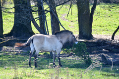 Equus ferus przewalskii