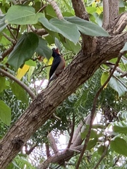 Melanerpes portoricensis