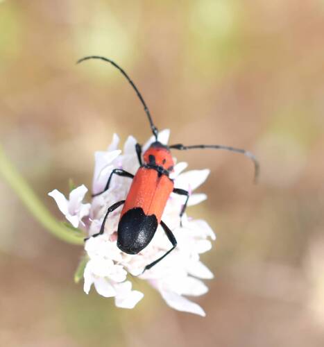 Purpuricenus desfontainii