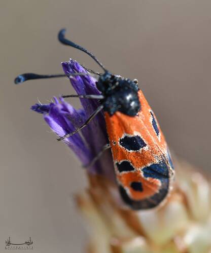 Zygaena algira