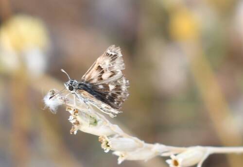 False Mallow Skipper