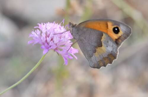 Meadow Brown