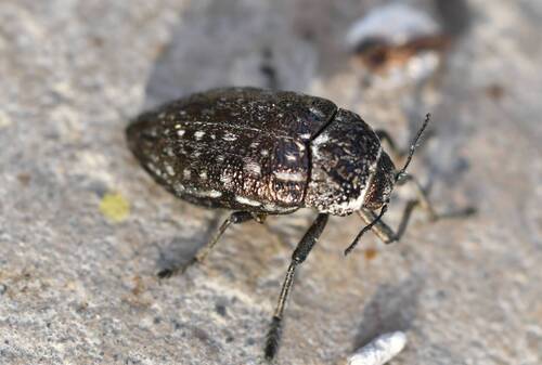 Julodis onopordi