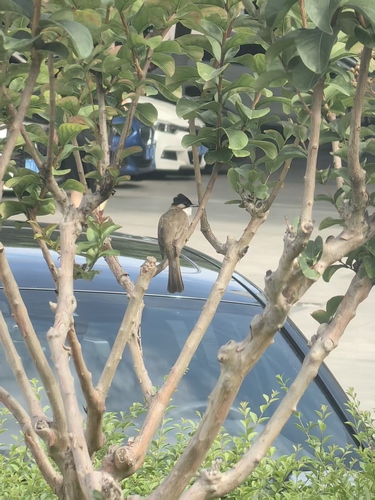 Brown-breasted Bulbul