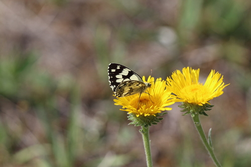 Marbled White