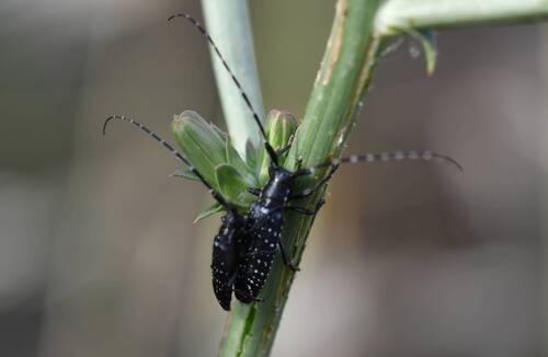 Agapanthia irrorata
