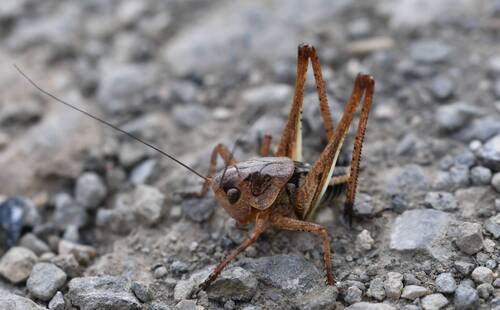 White-faced Bush-cricket