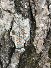 Brigantiaea leucoxantha