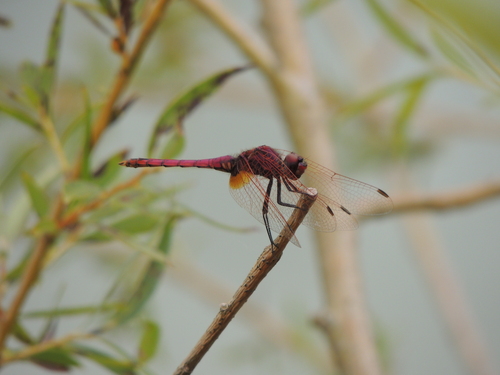 Violet Dropwing